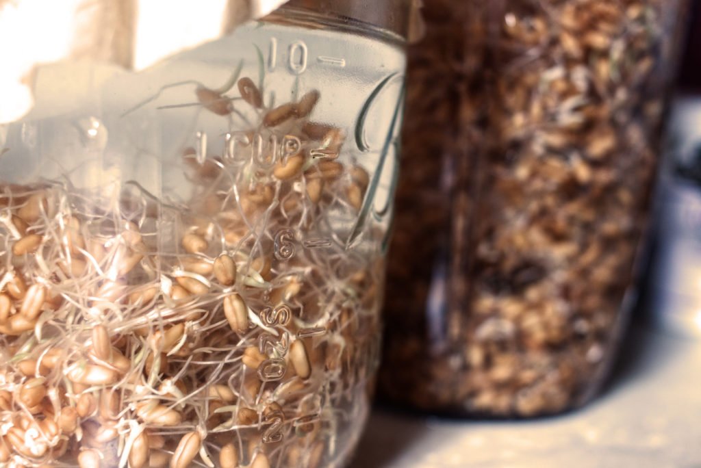 sprouting wheat berries rejuvelac probiotic